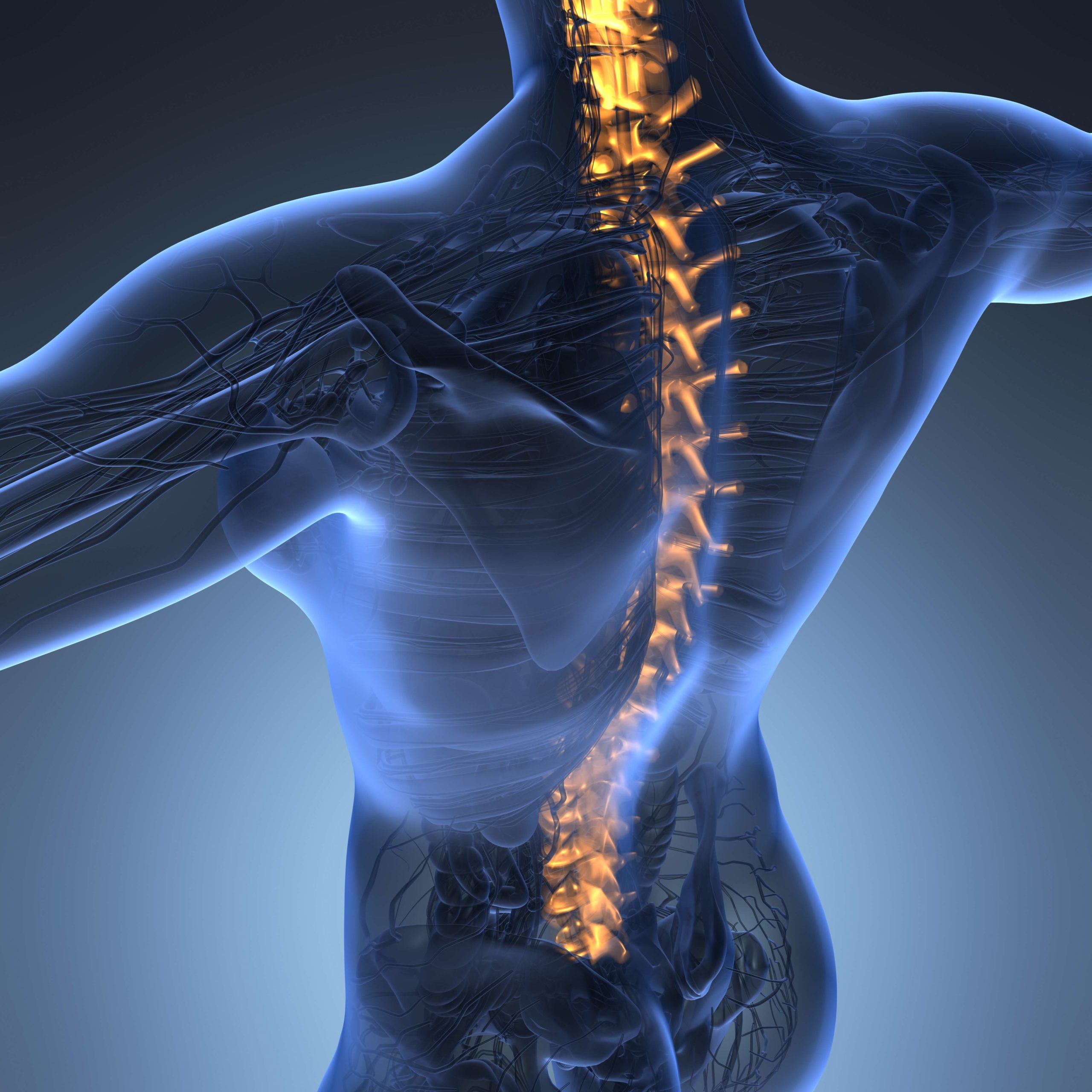 How Many Vertebrae Make Up the Human Spine? | NSC