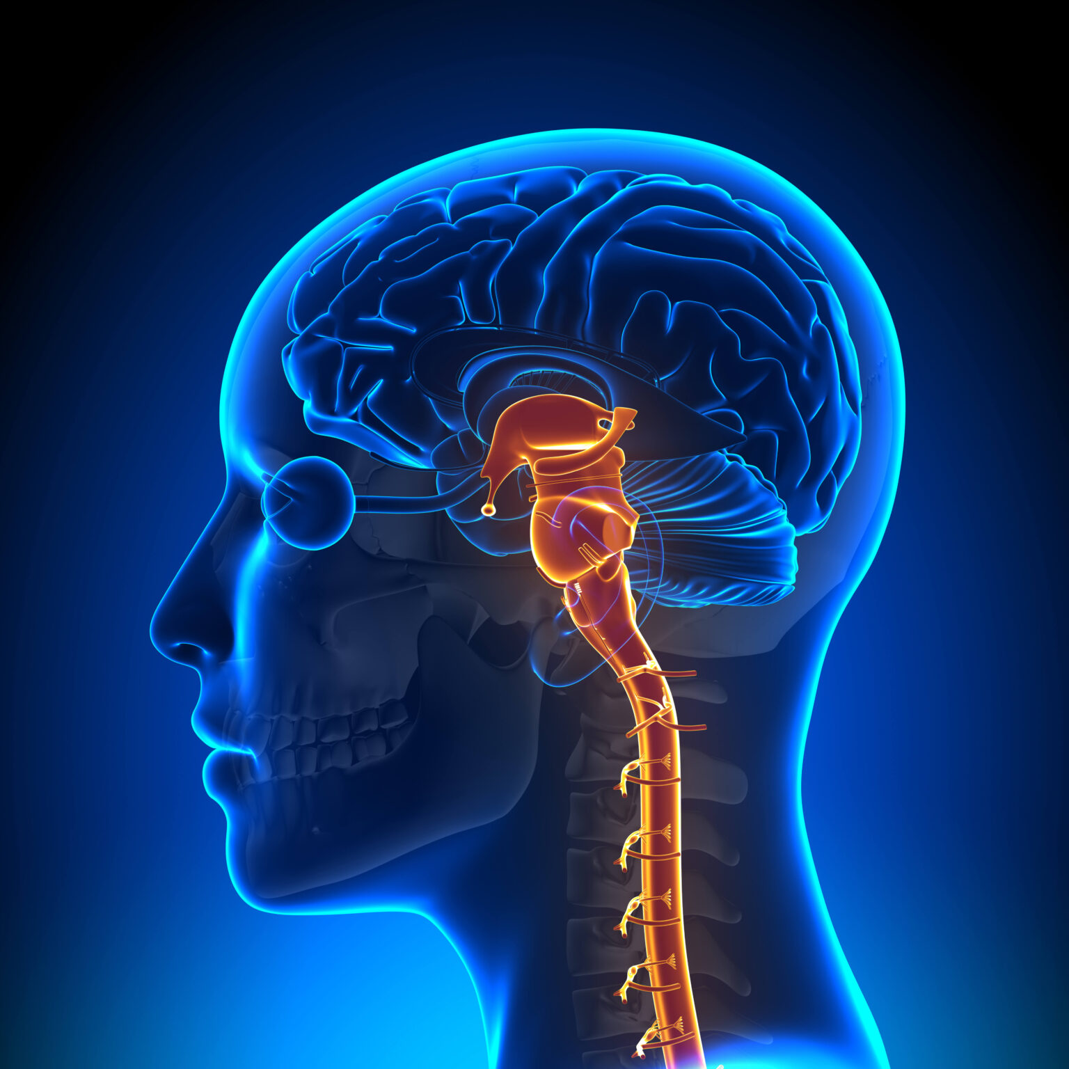 what-does-the-brain-stem-do-neurosurgery-spine-consultants